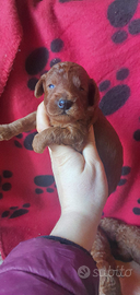 Barboncno Toy con pedigree Enci