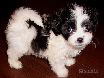 Maltipoo
