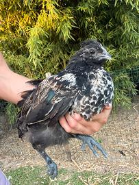 Incrocio cemani moroseta