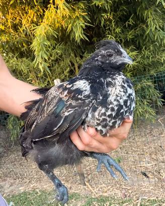 Incrocio cemani moroseta