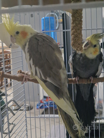 Coppia di pappagalli calopsite