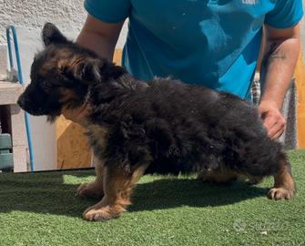 Cuccioli di pastore tedesco