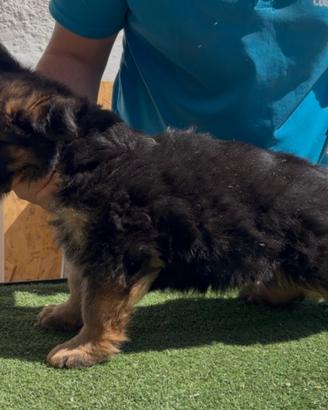 Cuccioli di pastore tedesco