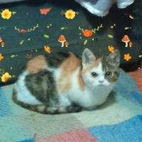 Gattina Scottish tricolore