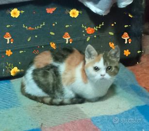 Gattina Scottish tricolore