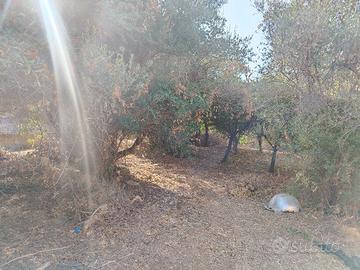 lotto di terreno agricollo 