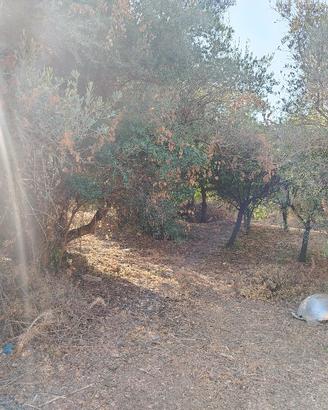 lotto di terreno agricollo 