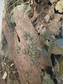isopodi Armadillidium Gestroi 