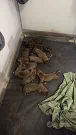 Cuccioli Bandog