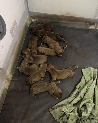 Cuccioli Bandog