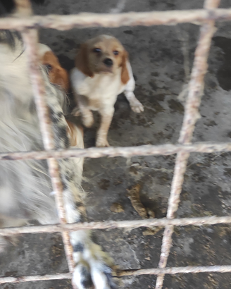 Cuccioli Breton