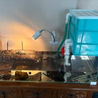 Tartarughe con acquario