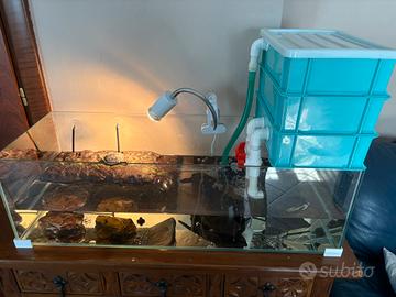 Tartarughe con acquario