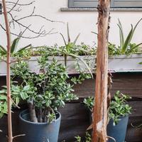 tre vasi di plastica nero con piante 