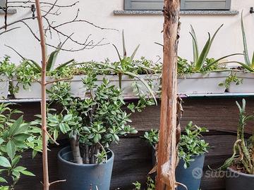 tre vasi di plastica nero con piante 