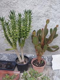 Piante grasse