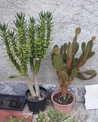 Piante grasse