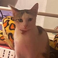 Miyu - Gattina 6 mesi