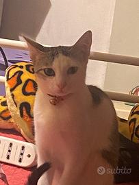 Miyu - Gattina 6 mesi