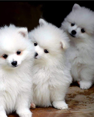 Cuccioli volpino italiano bianco disponibili