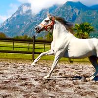 Cavalla Hispanoaraba