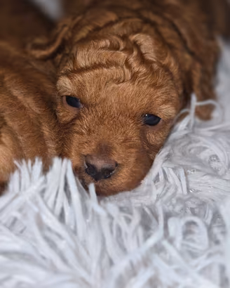 Stupende cucciole barboncino toy red