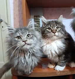 Cuccioli Maine coon con pedigree