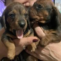 Bassotto femmina kaninchen