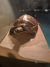 Tartaruga d'acqua con acquario