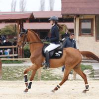 Fida/mezza fida cavallo