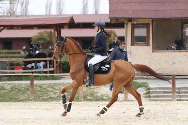 Fida/mezza fida cavallo