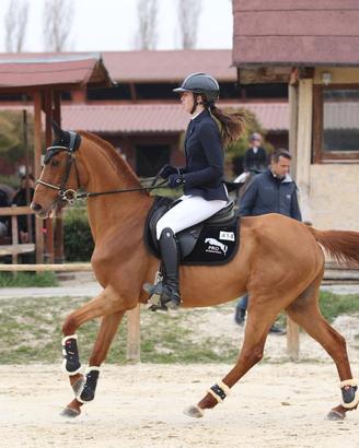 Fida/mezza fida cavallo
