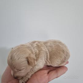 Maltipoo da Barboncino e Maltese