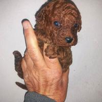 Barboncini piccolissimi mini mini toy