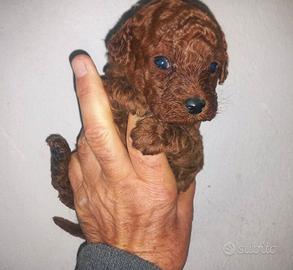 Barboncini piccolissimi mini mini toy