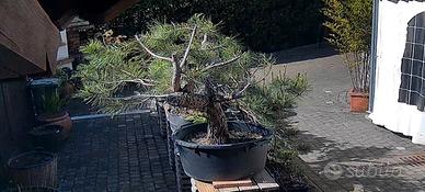 Pino Nero (Pinus nigra) Yamadori 