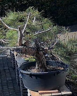 Pino Nero (Pinus nigra) Yamadori 