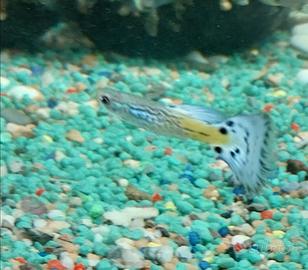 Pesci guppy ed endler