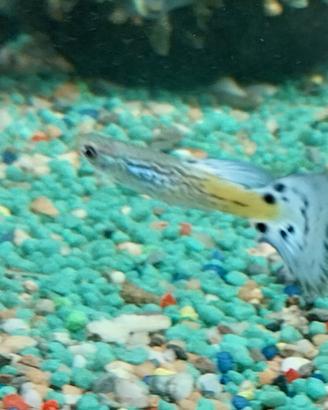 Pesci guppy ed endler