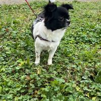 Chihuahua età 16 mesi