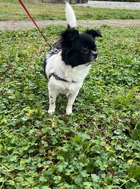 Chihuahua età 16 mesi