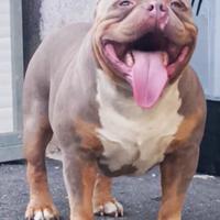 American Bully