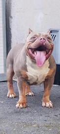 American Bully