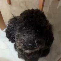 Barboncino nero maschio per monta