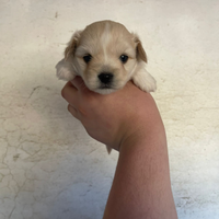 Cuccioli di maltipoo toy da borsetta