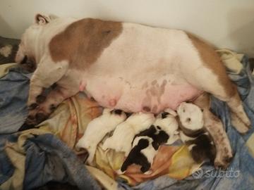 Cuccioli Bulldog Inglese con Pedigree ENCI e Test