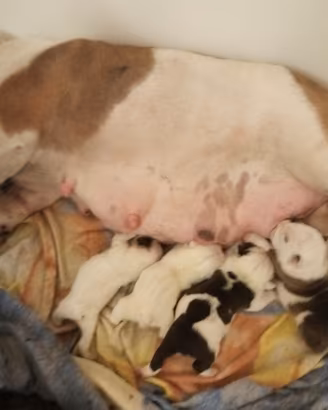 Cuccioli Bulldog Inglese con Pedigree ENCI e Test