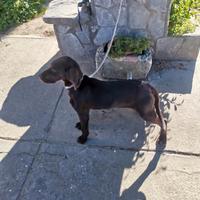 Cucciola bracco tedesco