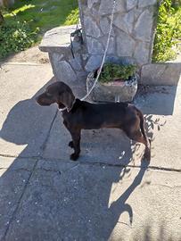 Cucciola bracco tedesco