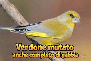 Verdone mutato
